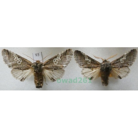 Diloba caeruleocephala (Linnaeus, 1758) pair Czech93